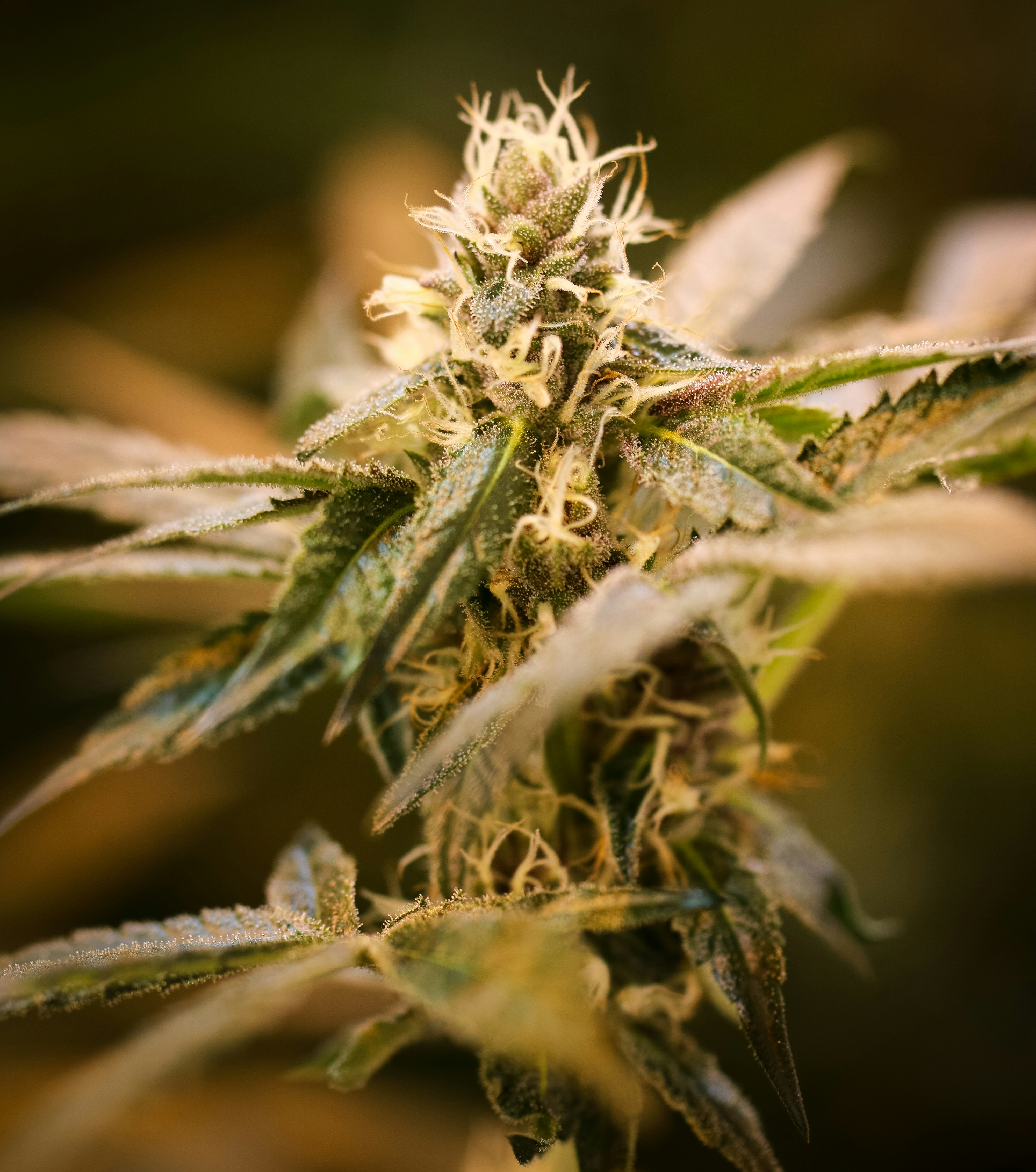 Photo by dannysgallegos