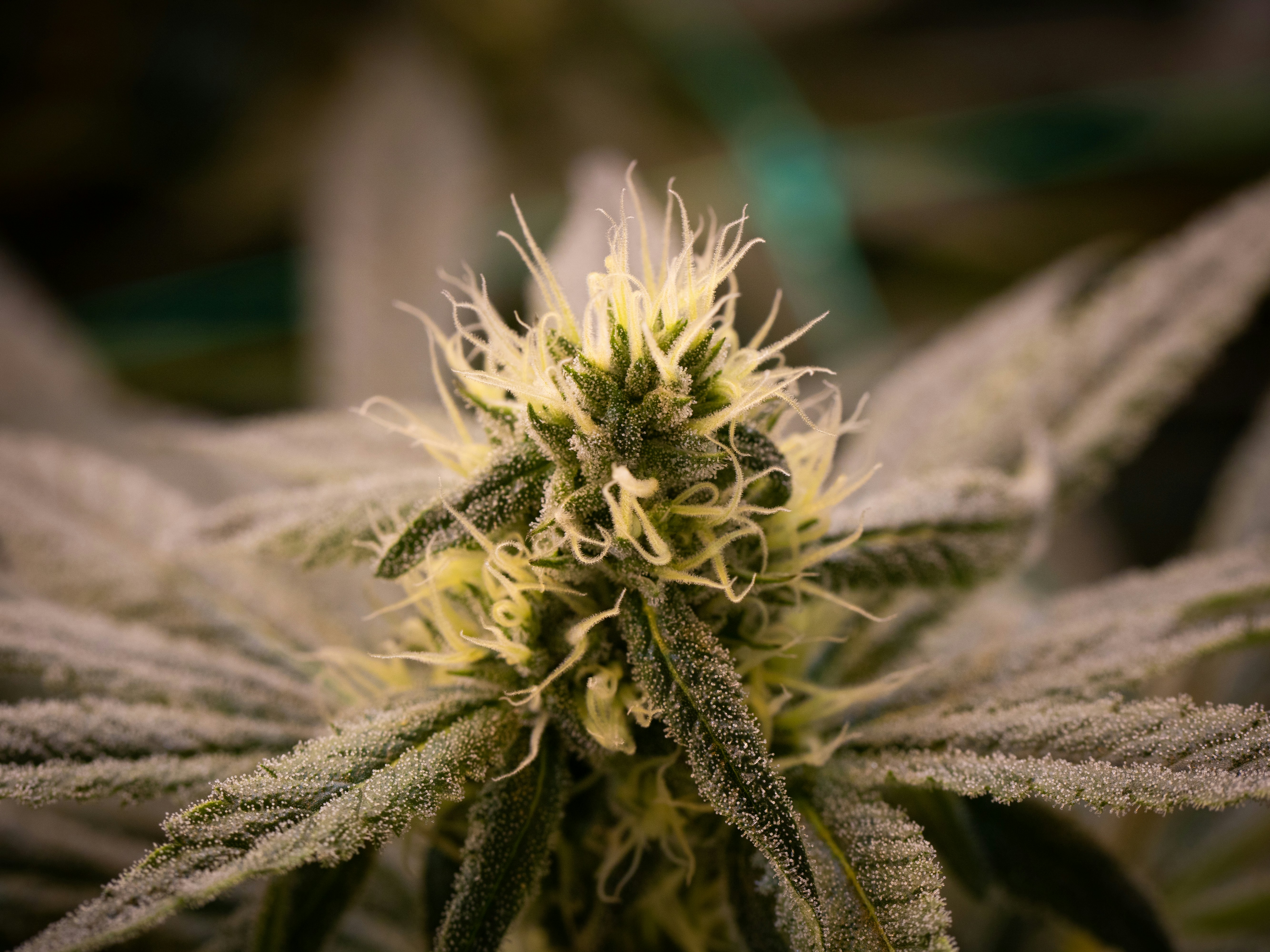 Photo by dannysgallegos