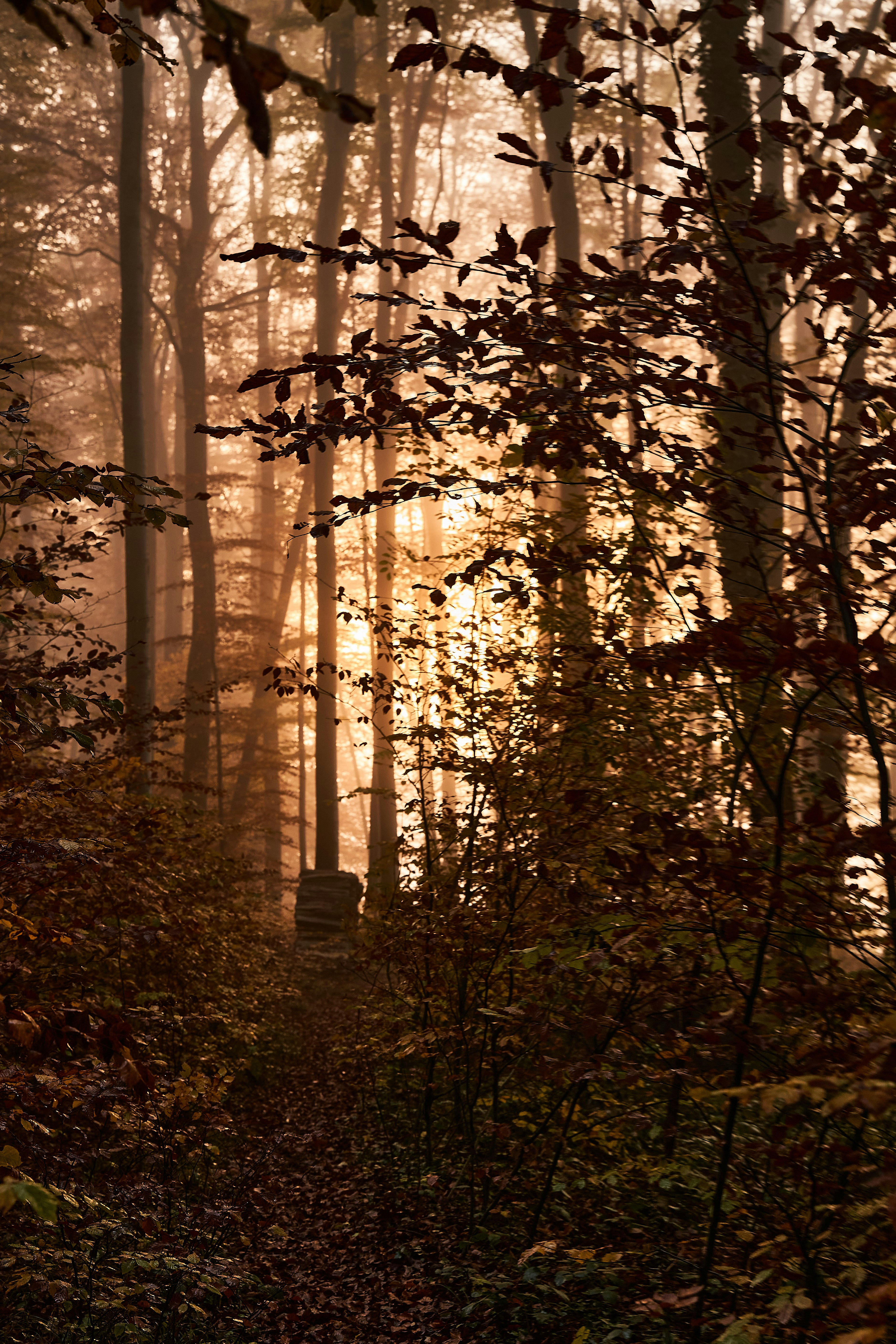 Photo by wolfgang_hasselmann