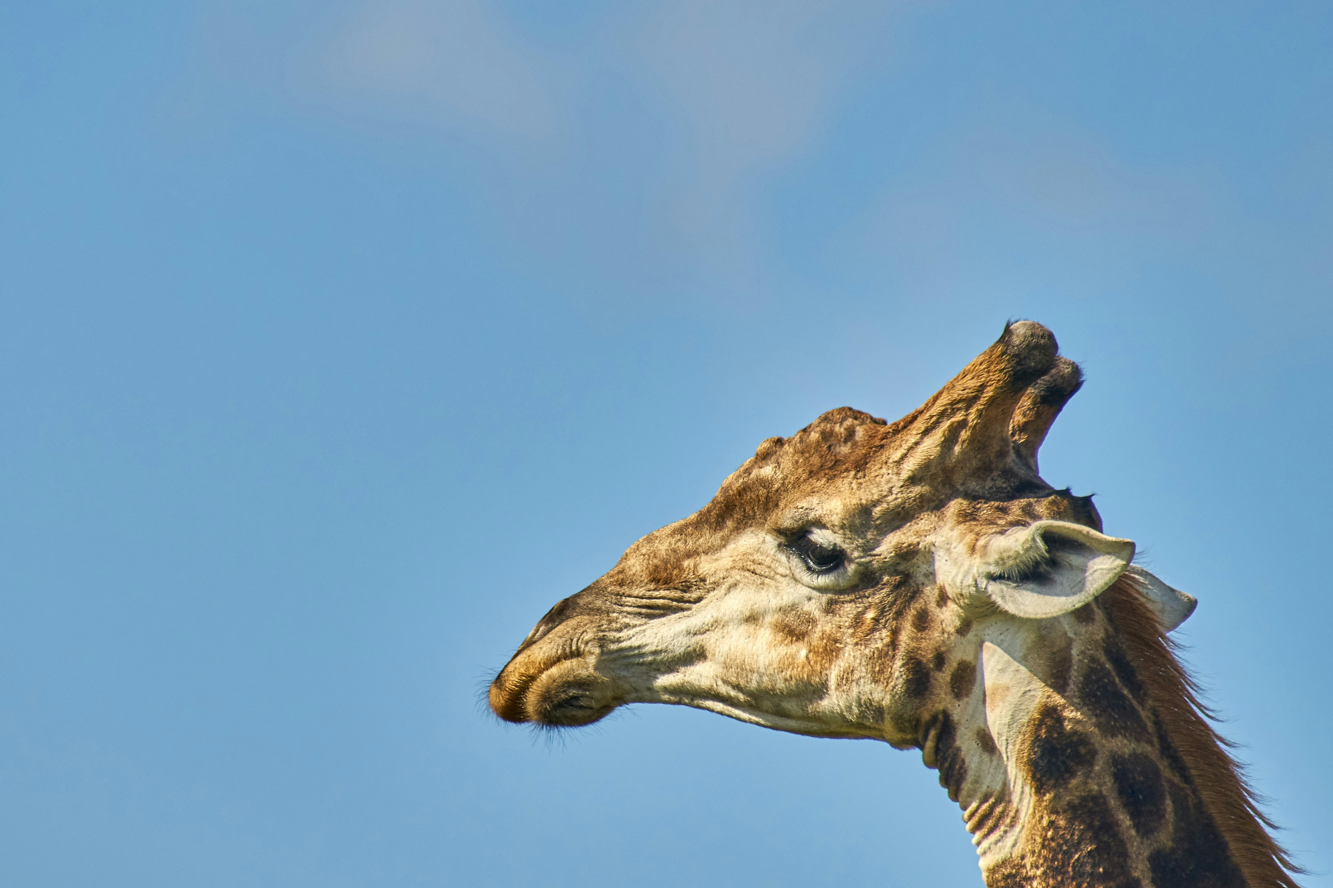 Photo by wolfgang_hasselmann