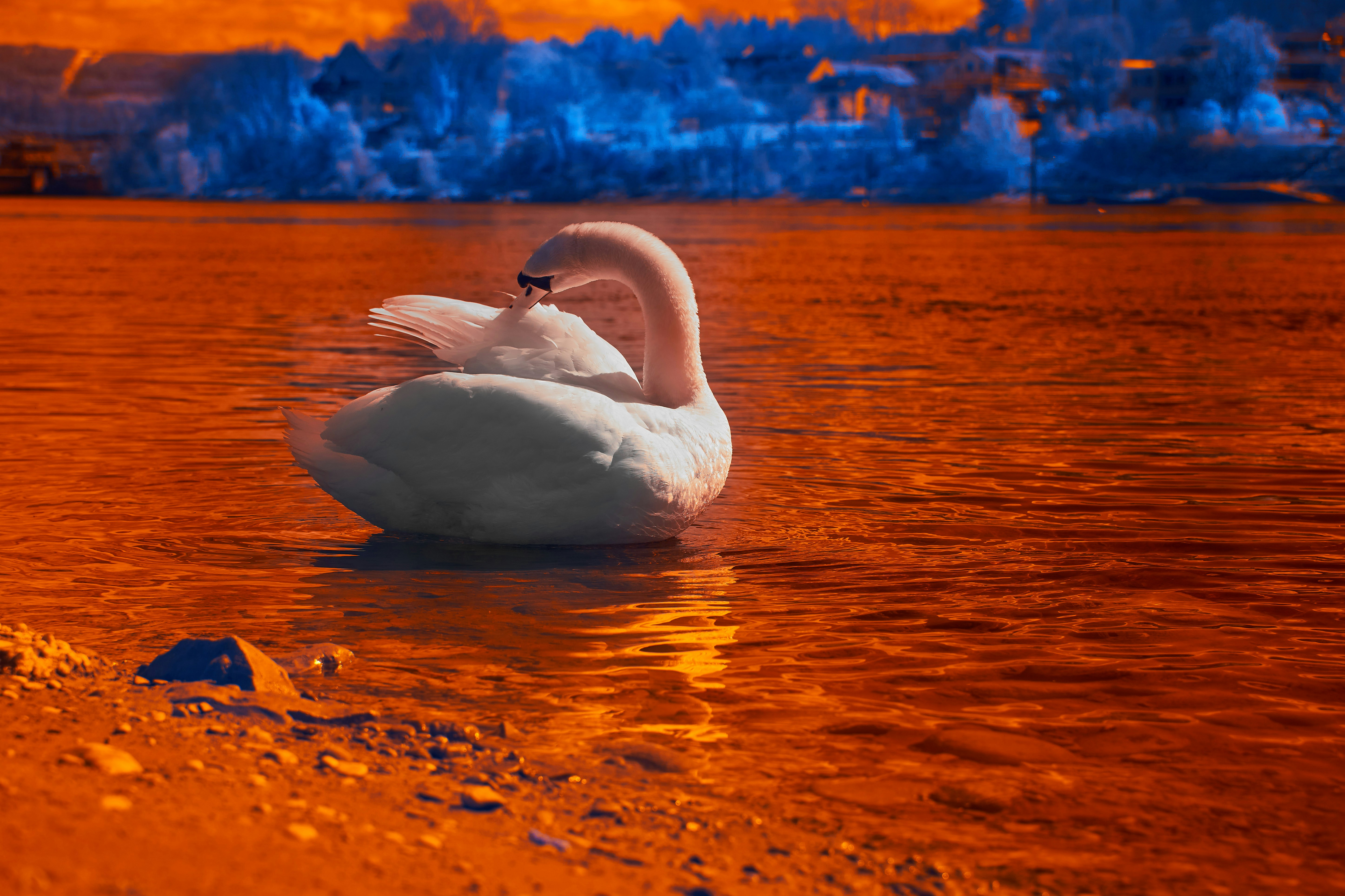 Photo by wolfgang_hasselmann