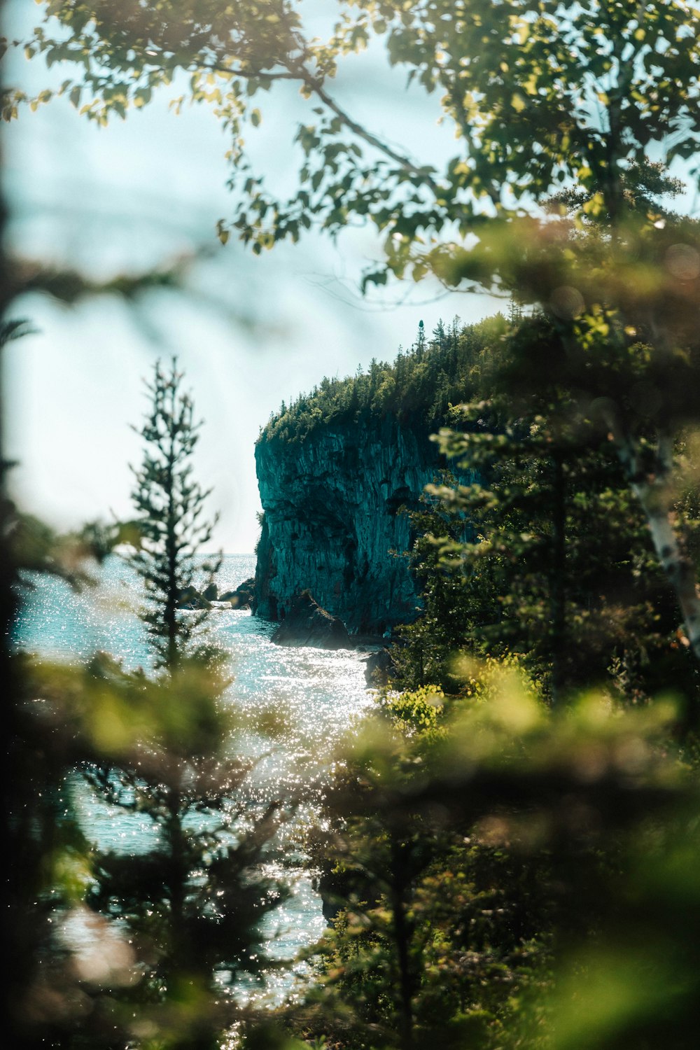 a forest with trees