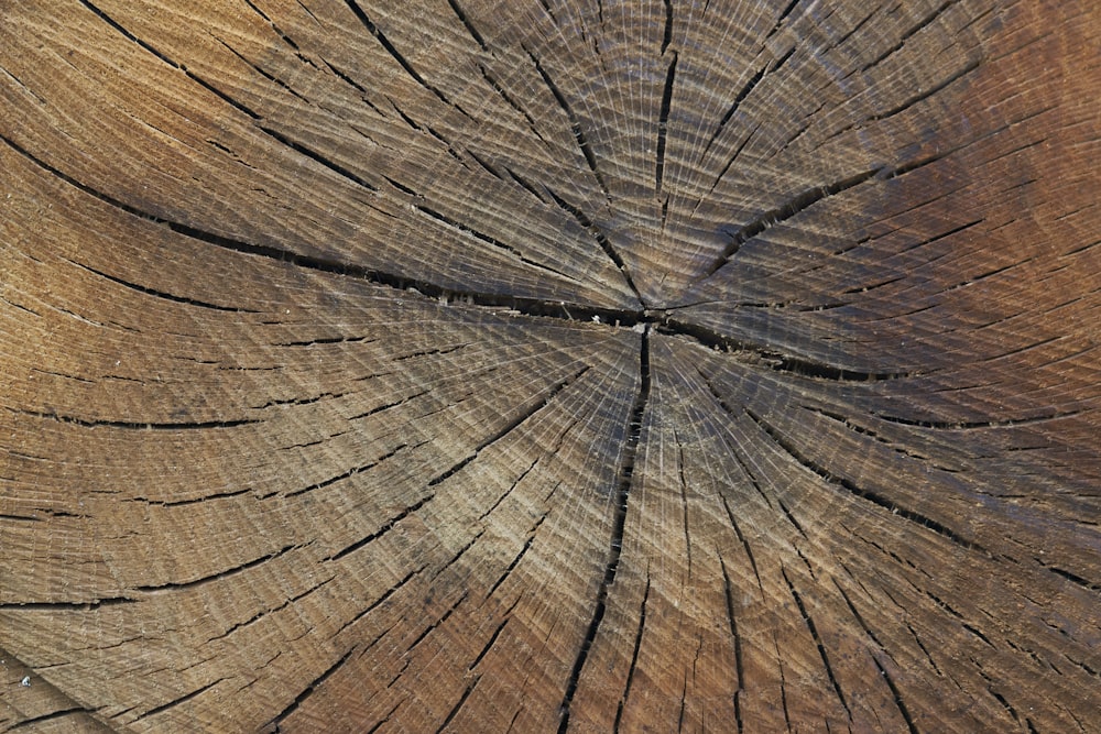 a close up of a tree stump