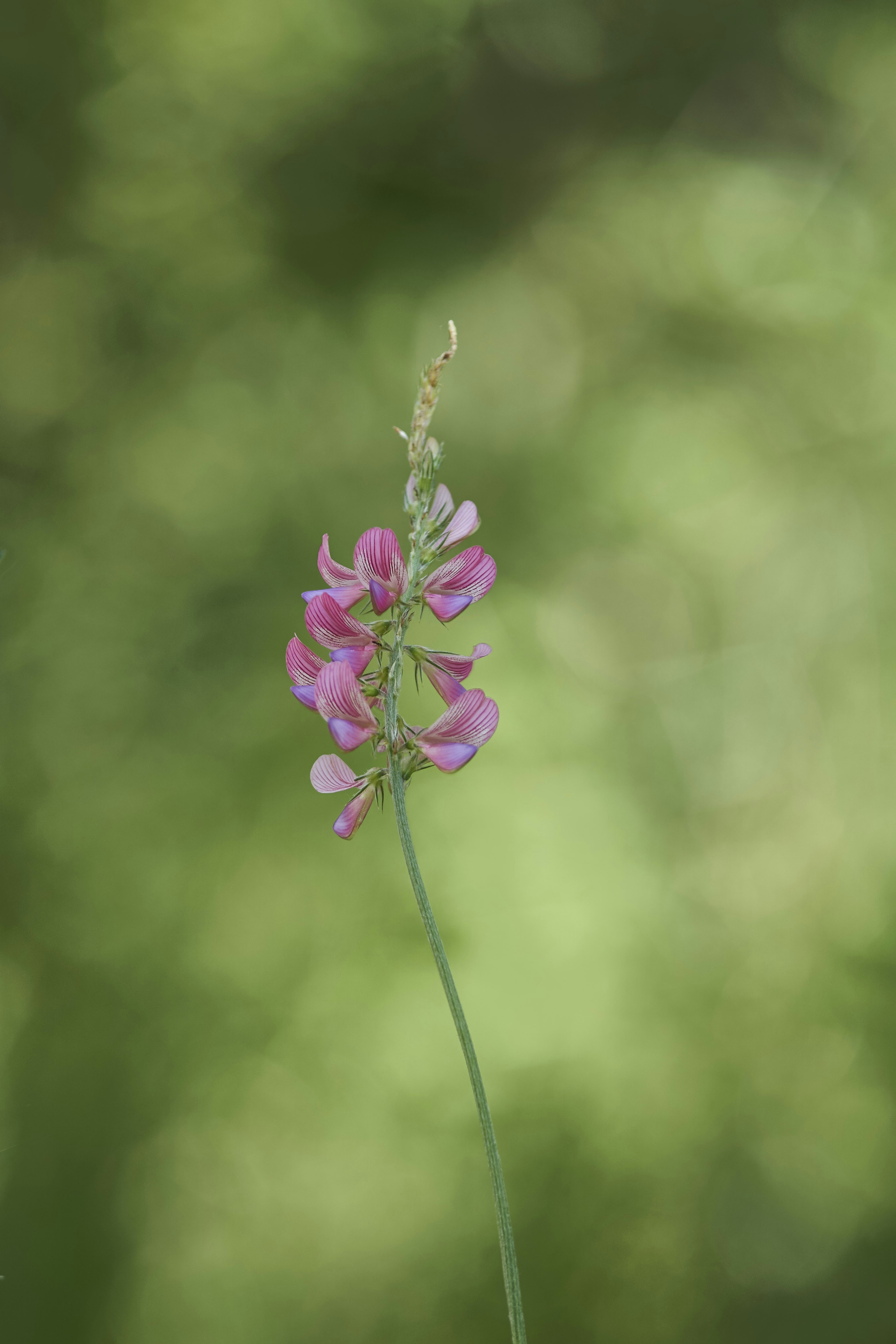 Photo by wolfgang_hasselmann