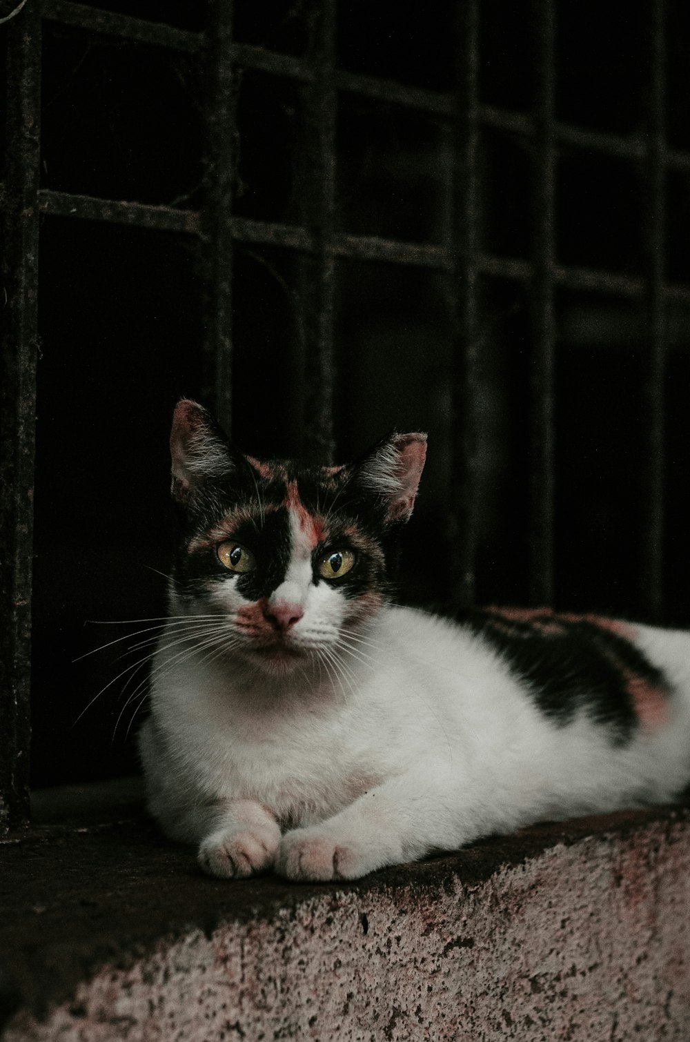 a cat sitting on a ledge