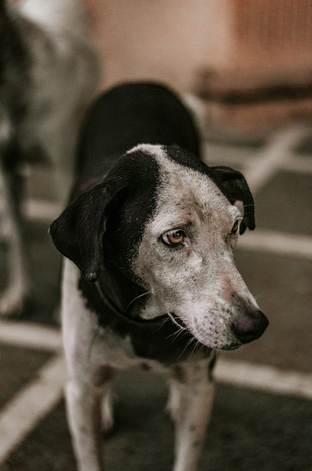 a dog looking at the camera