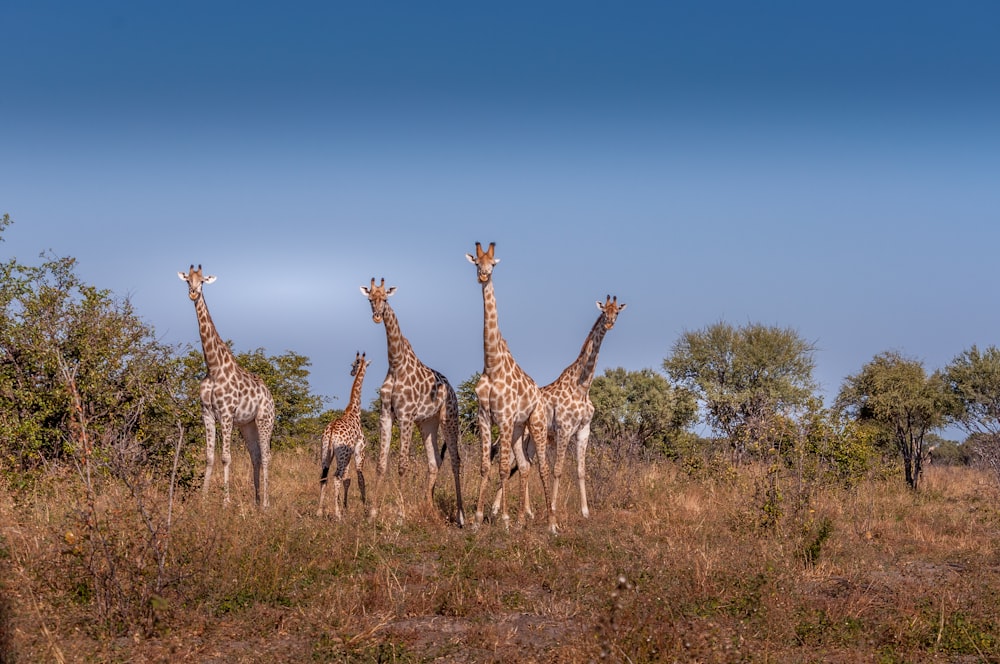 a group of giraffes in a field