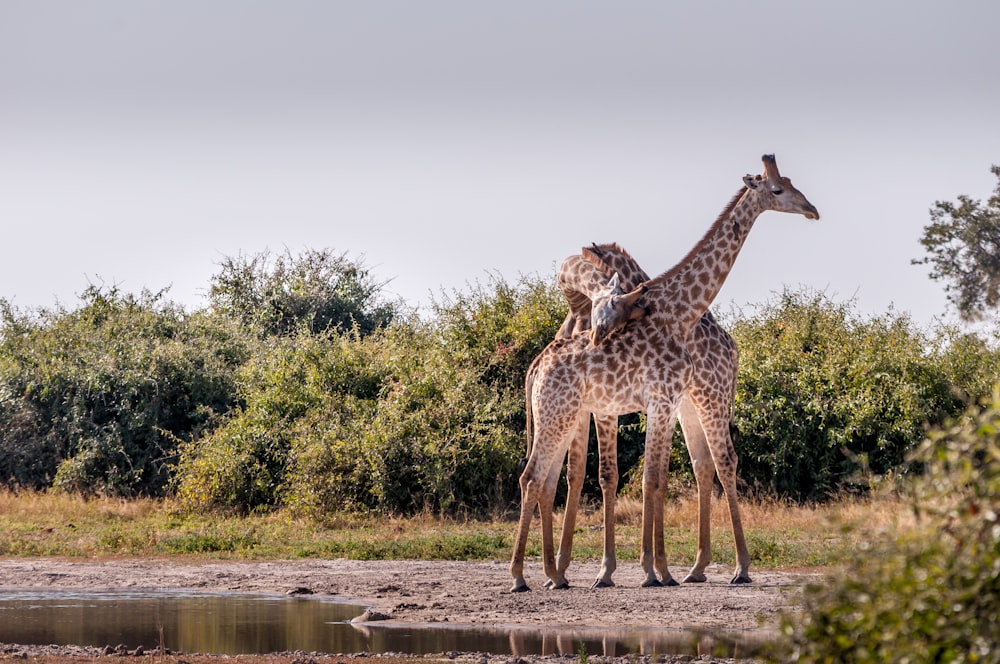 giraffes standing near water