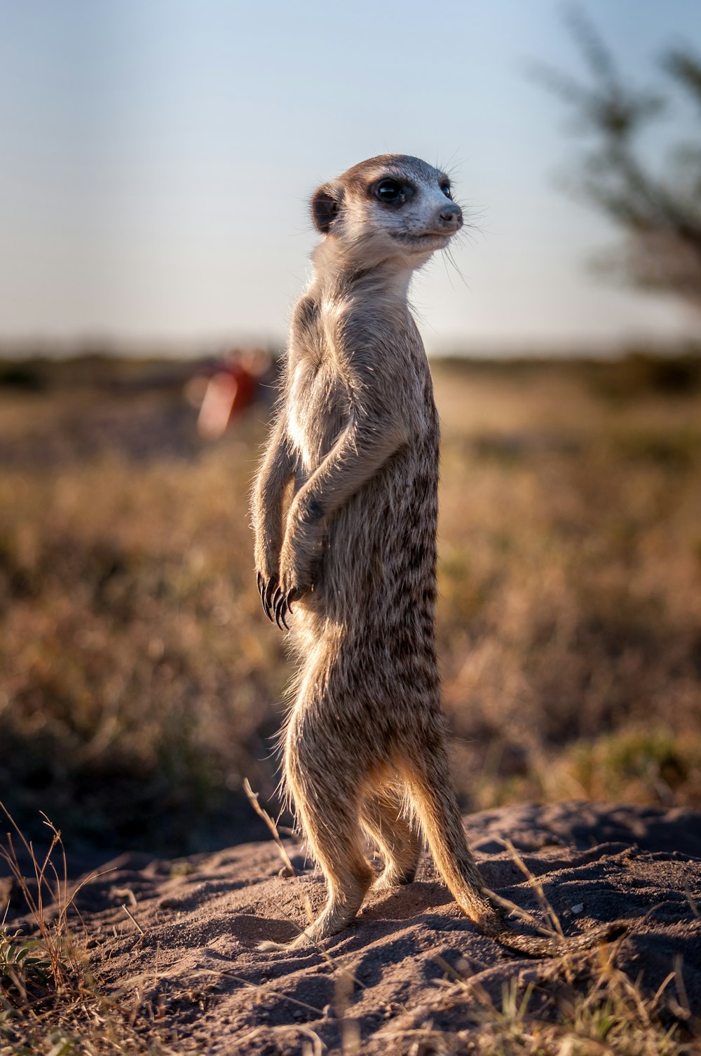 a small animal standing on its hind legs