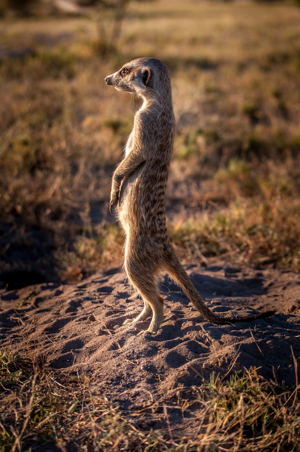 a meerkat standing on its hind legs