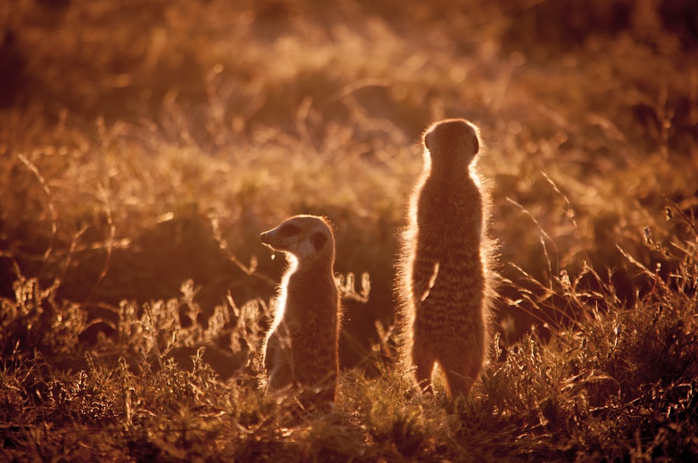 a group of animals in a field