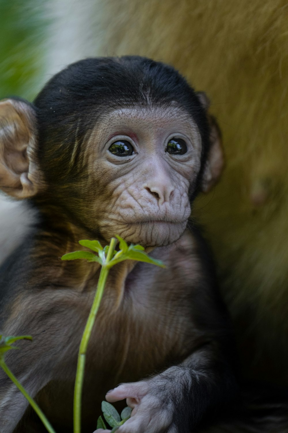 a monkey holding a leaf