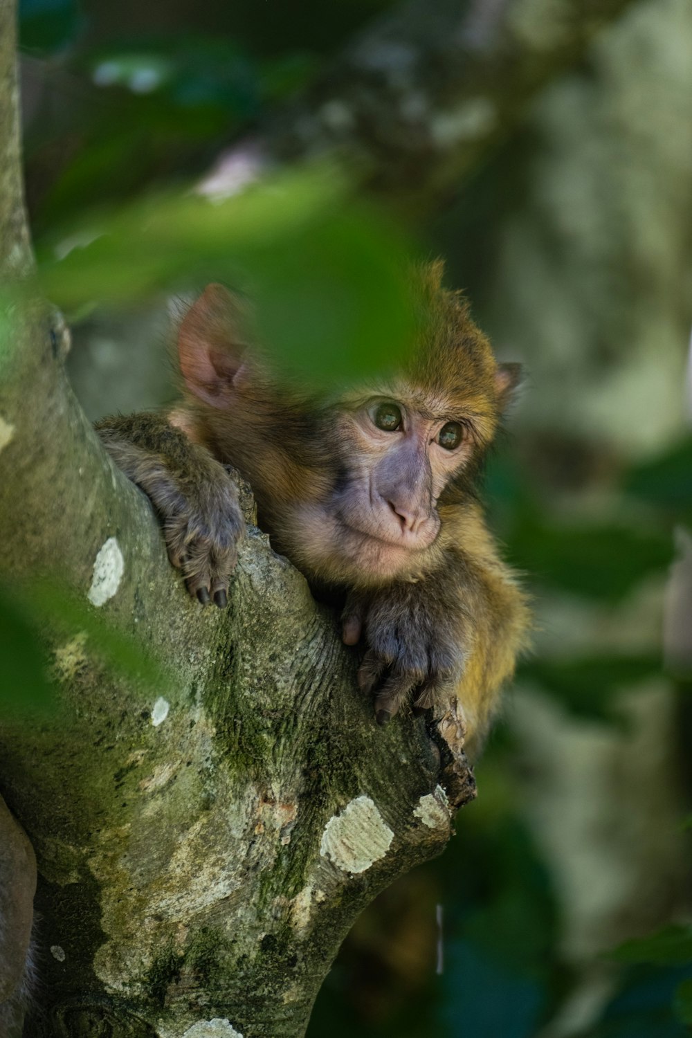 a brown animal on a tree branch