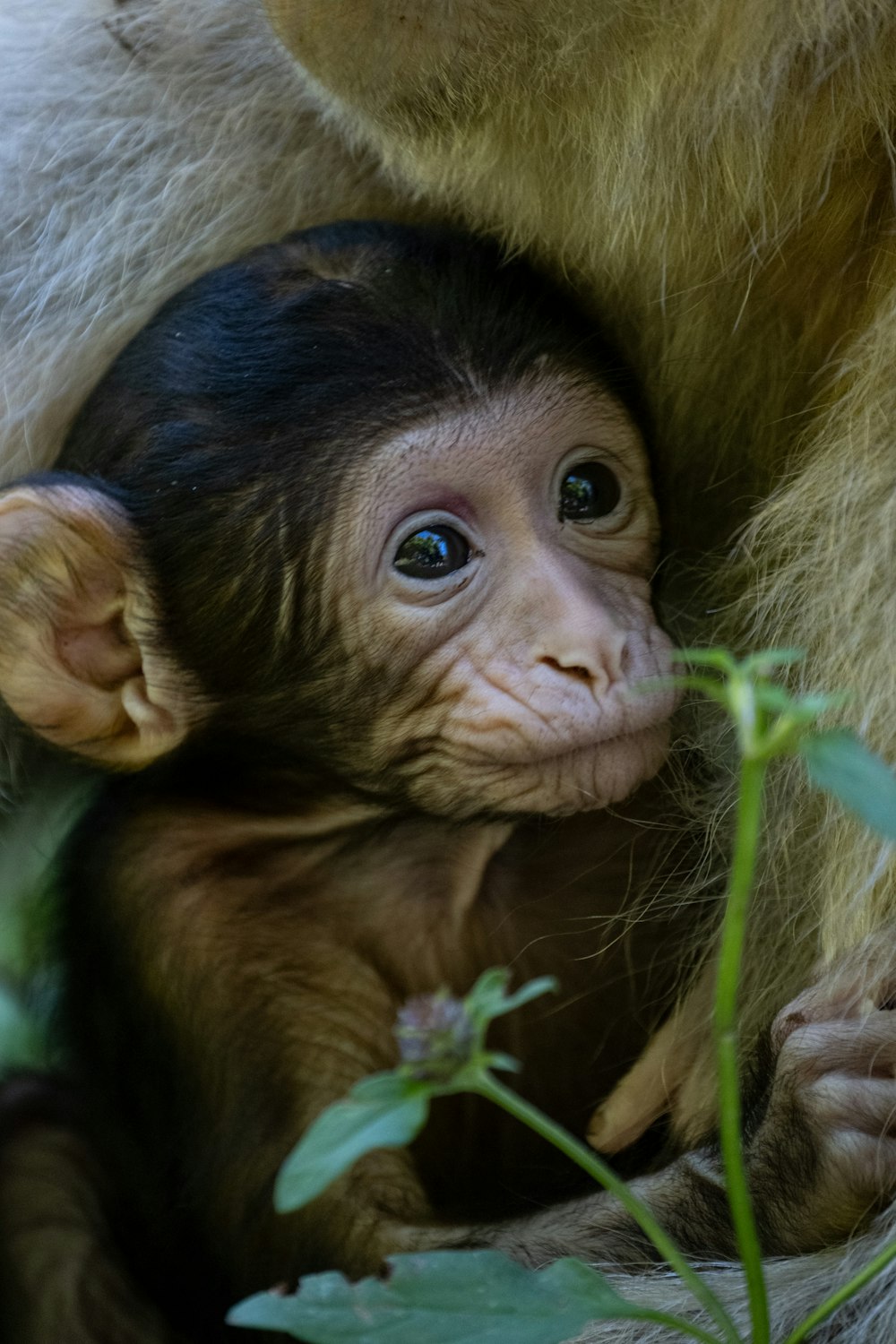 a monkey holding a baby monkey