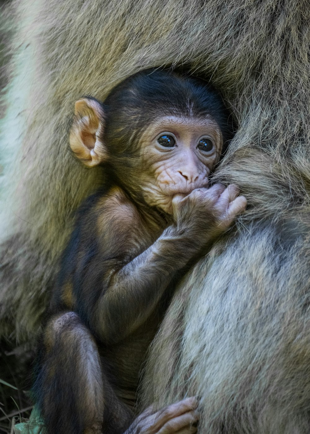 a monkey holding a baby monkey