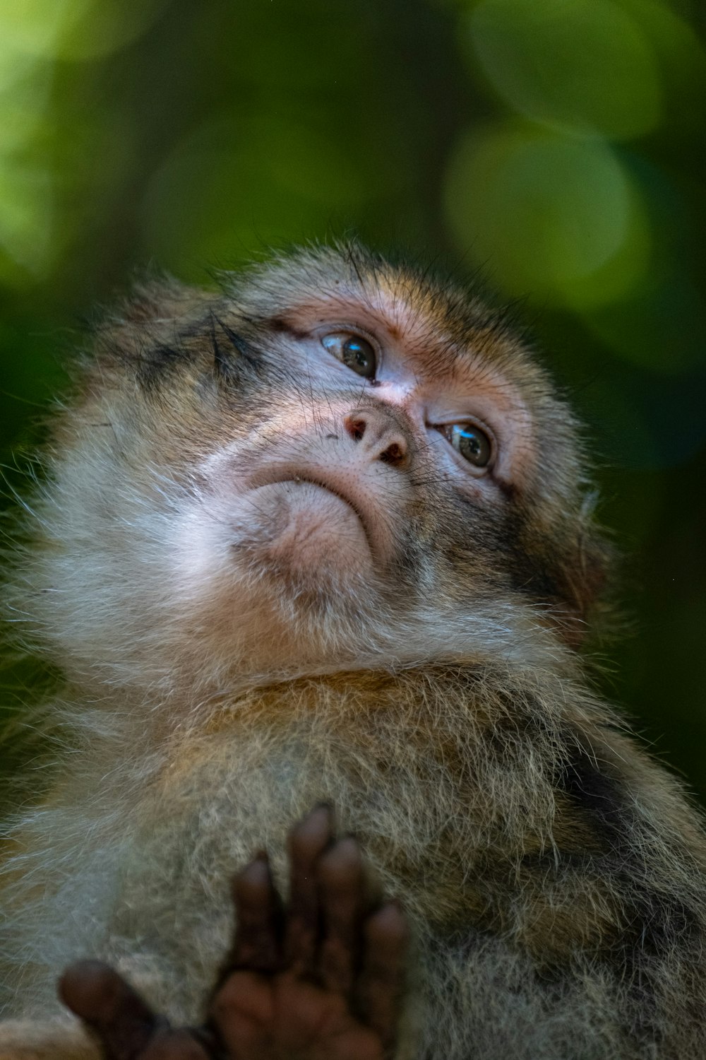 a close up of a monkey