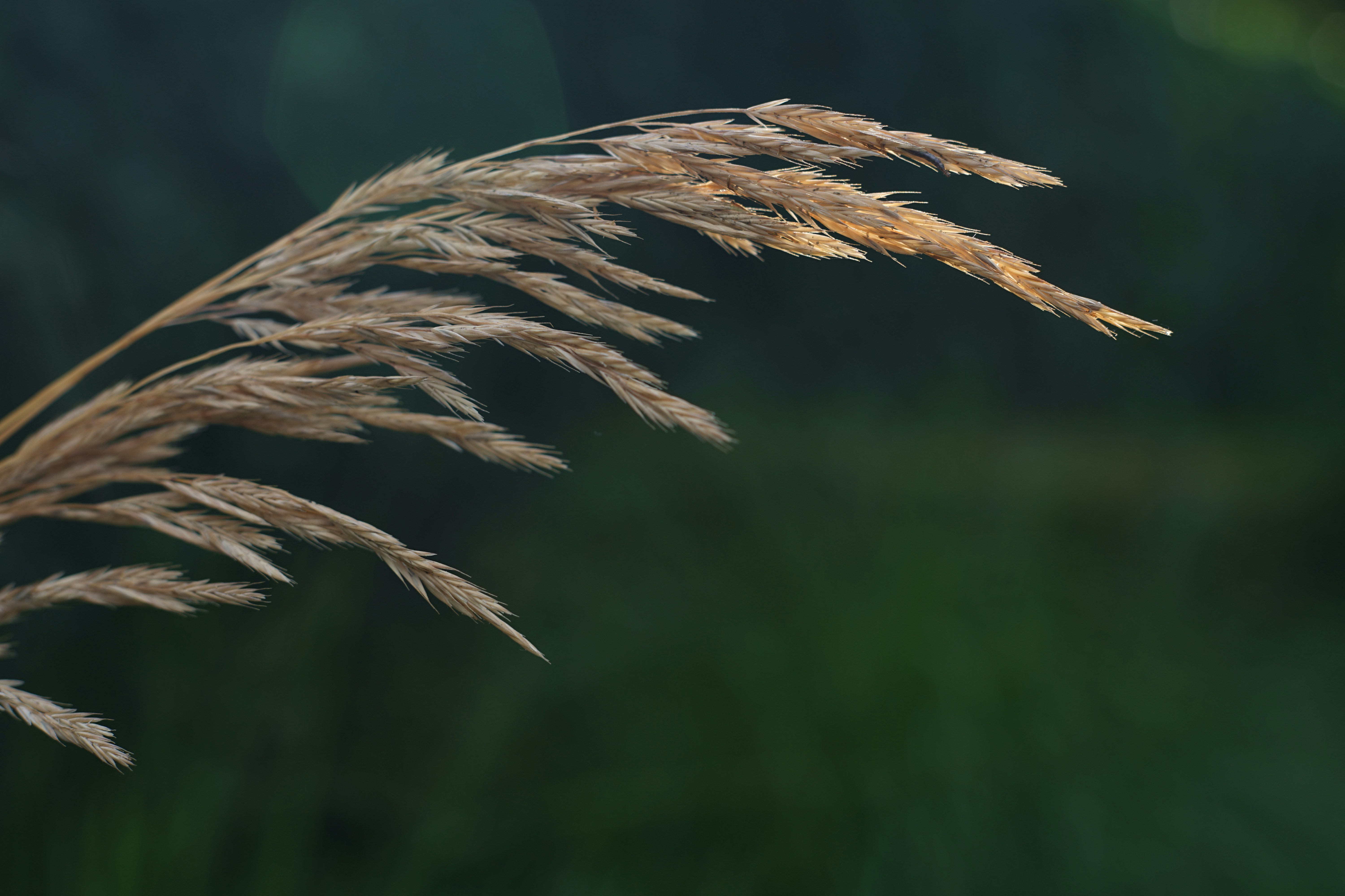 a close up of a plant