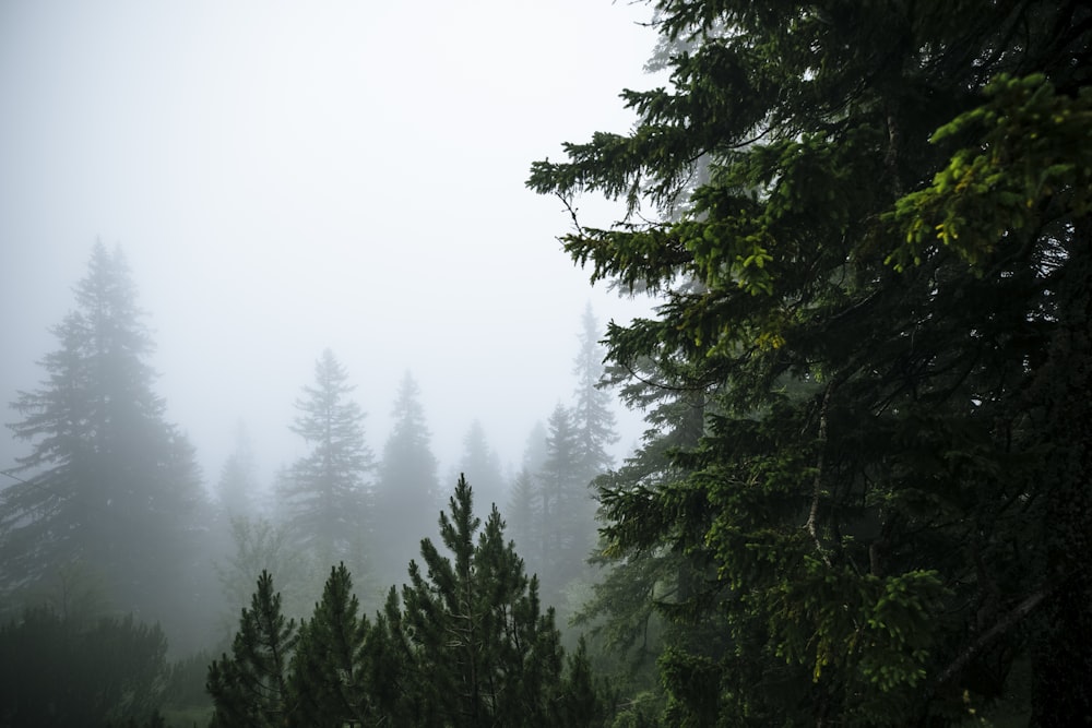 a forest with fog