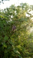 A close-up of a spider weaving its intricate web.