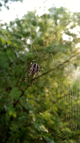 A close-up of a spider weaving its intricate web.