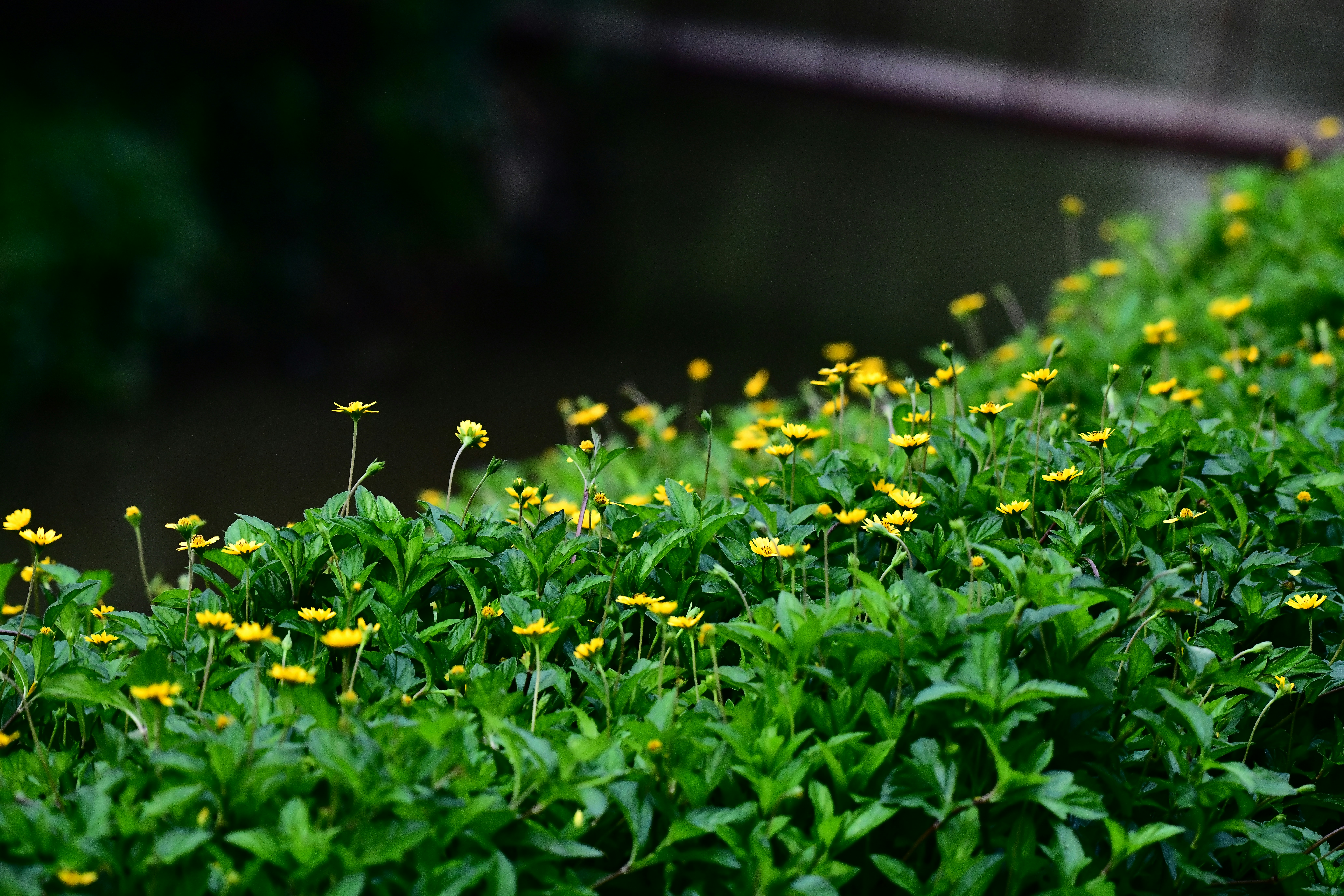 Photo by rohan1248