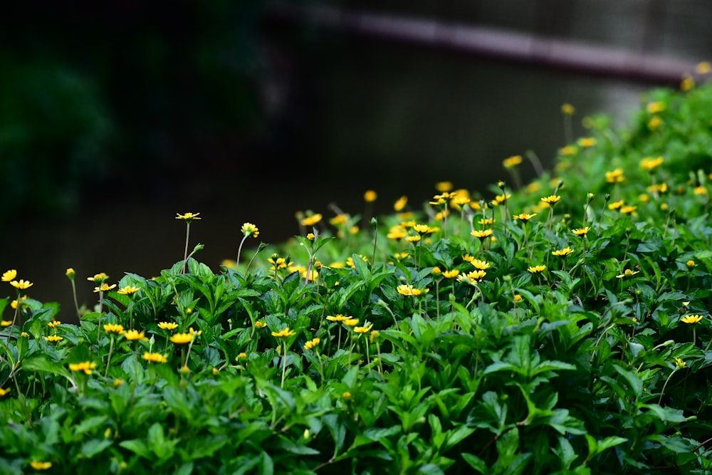 a field of yellow flowers