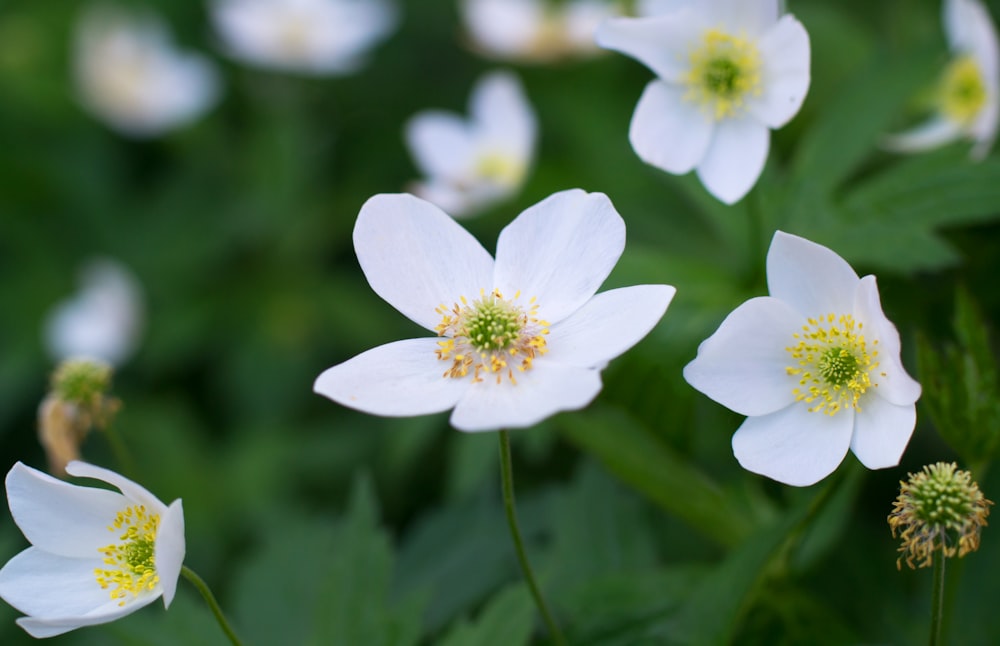 a group of white flowers