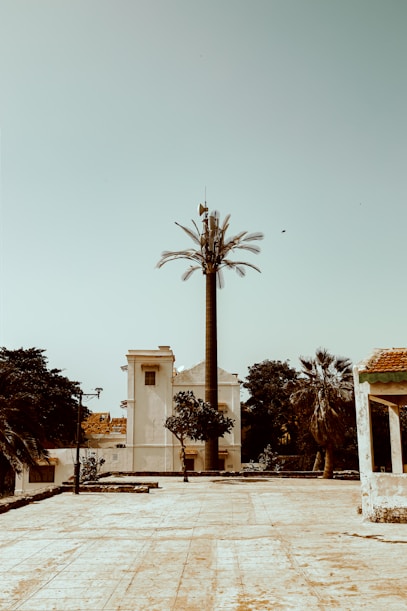 a palm tree in front of a white building