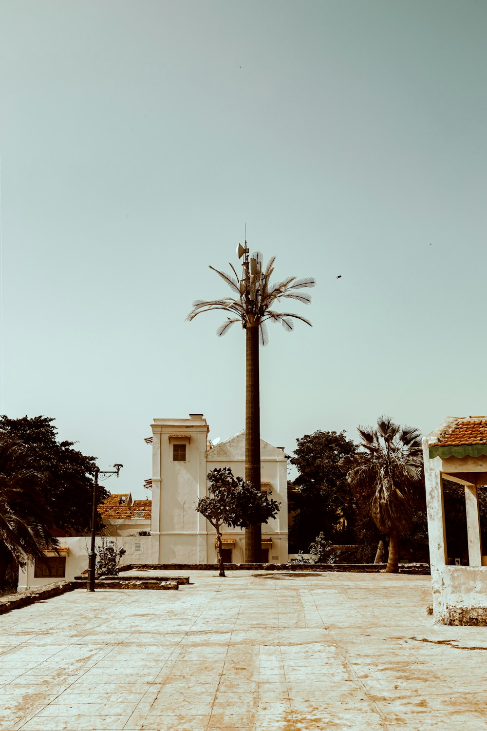 a palm tree in front of a white building