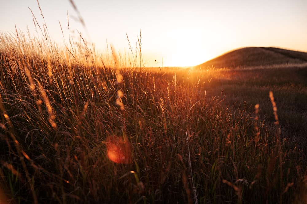 a field of tall grass