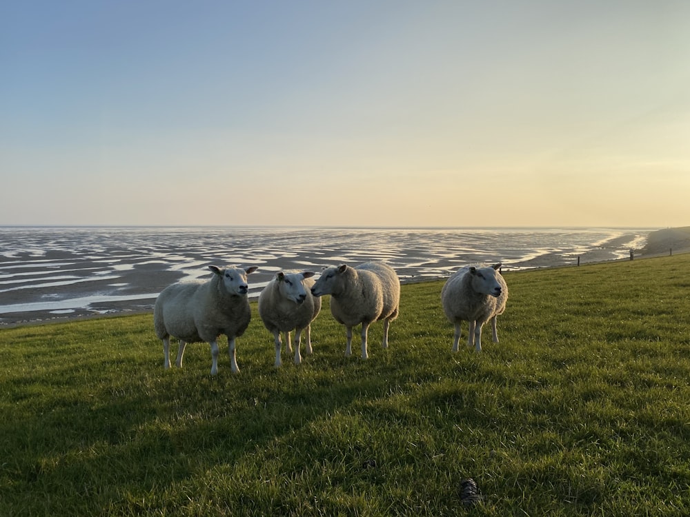 a group of sheep stand in a grassy field