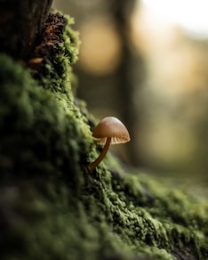 a mushroom growing out of a tree