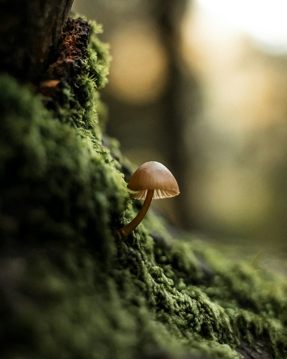 un champignon poussant dans un arbre