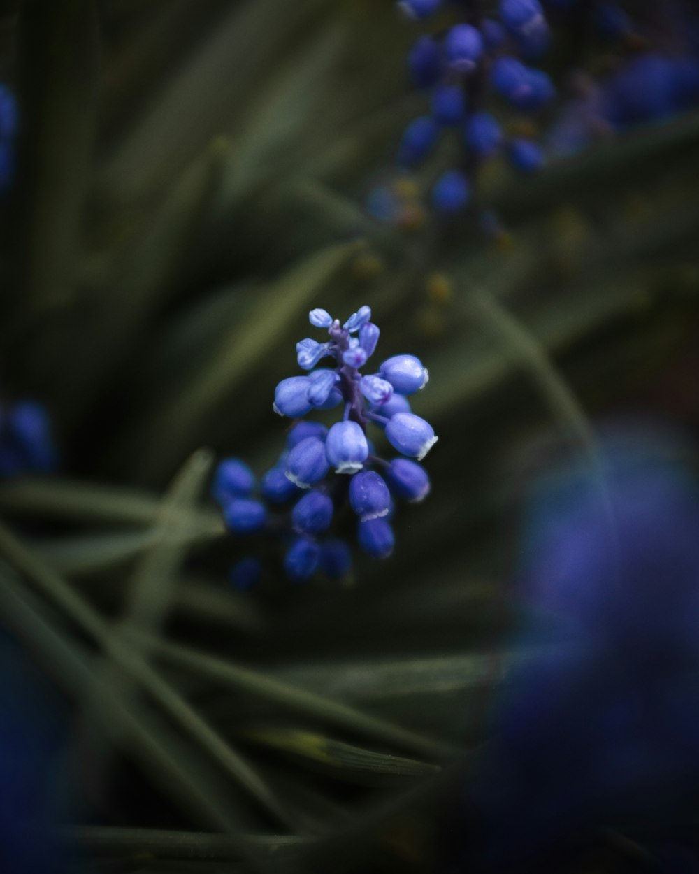 a close up of a purple flower