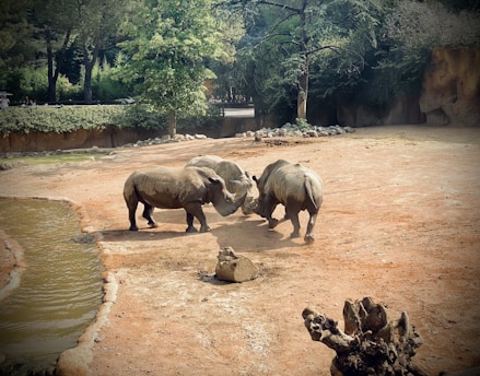 Three rhinoceroses are interacting in a sandy outdoor enclosure. The sunlight casts shadows on the ground, while trees and greenery create a natural backdrop.