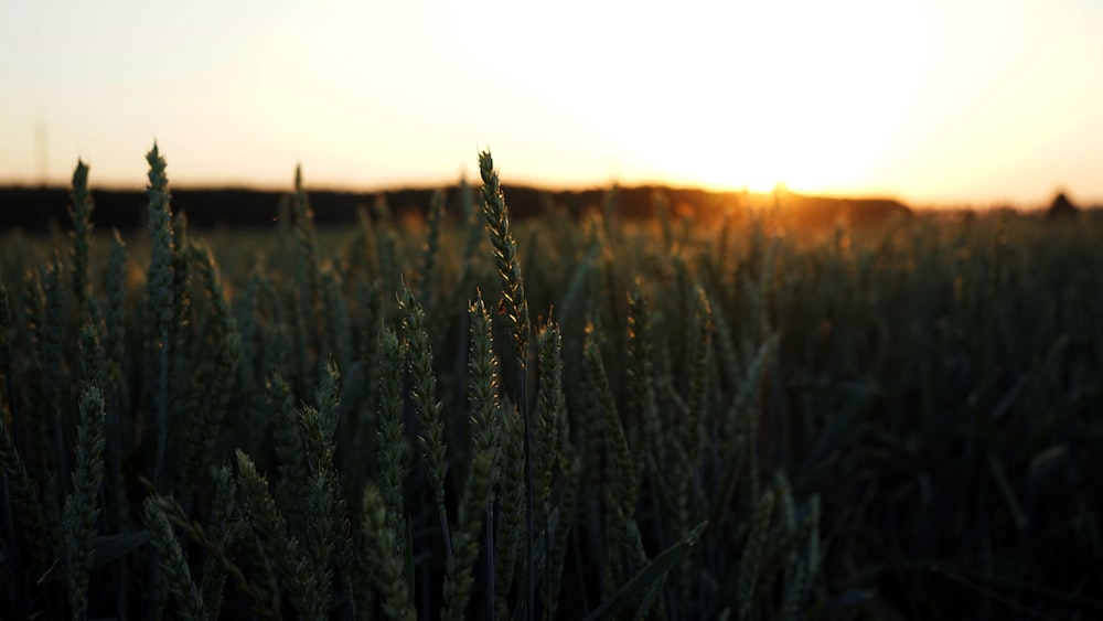 a field of green plants