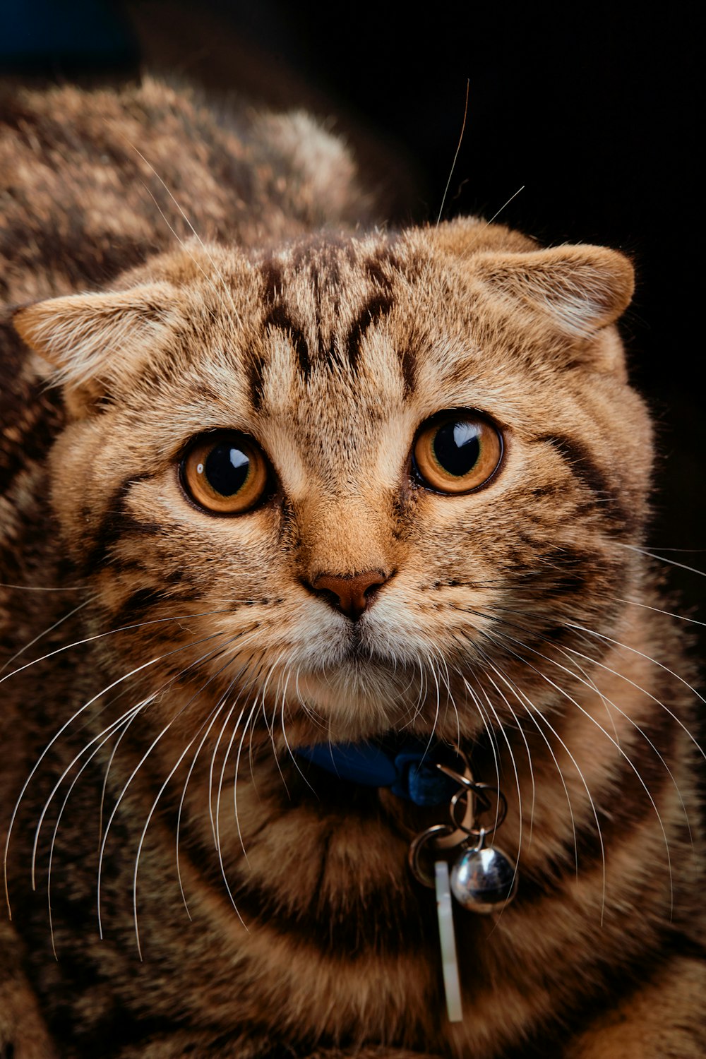 a cat with a keychain