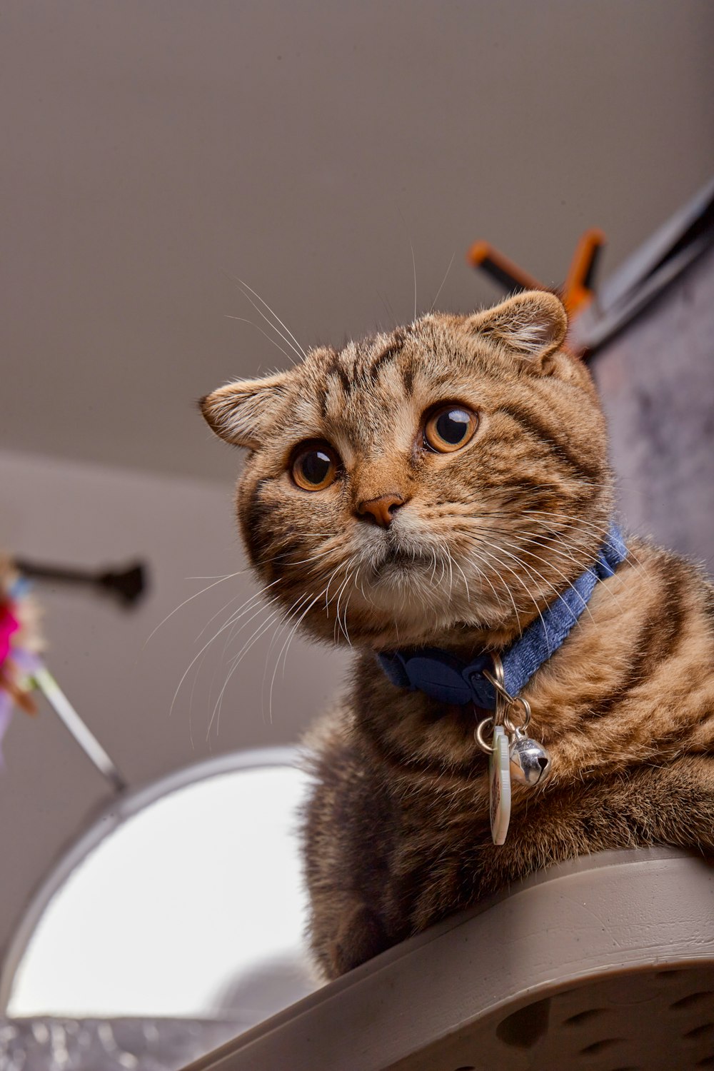 a cat with a blue collar