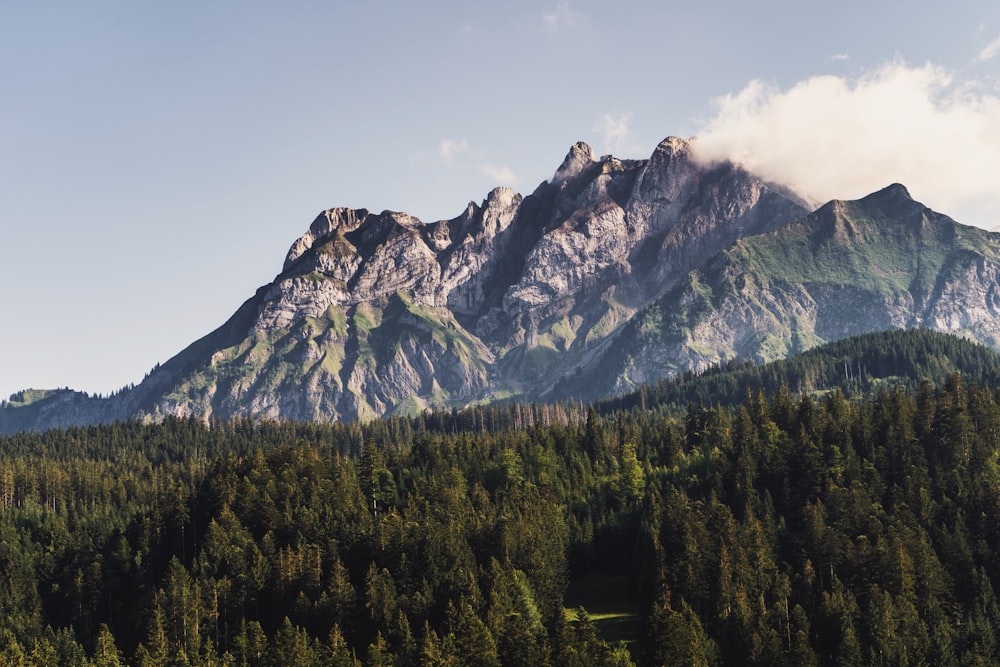 a mountain with trees below