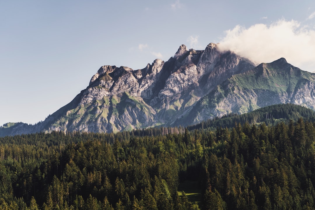 a mountain with trees below,