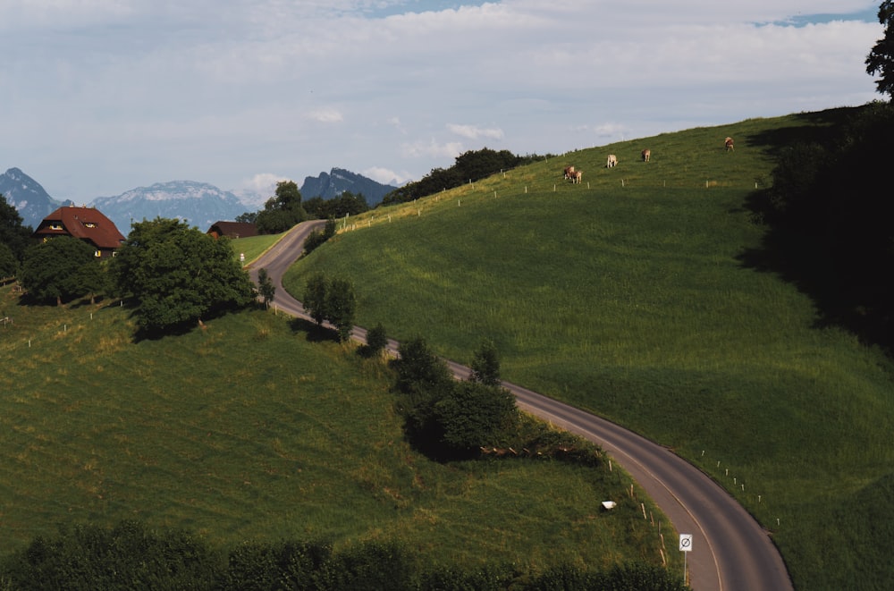 a road going through a grassy area