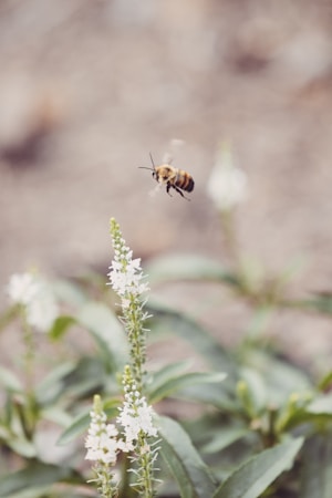 Honey bee pollinating white garden flowers