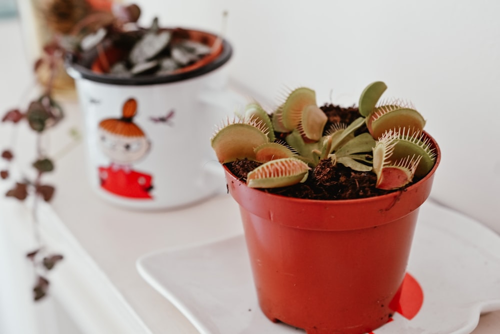 a cactus in a pot