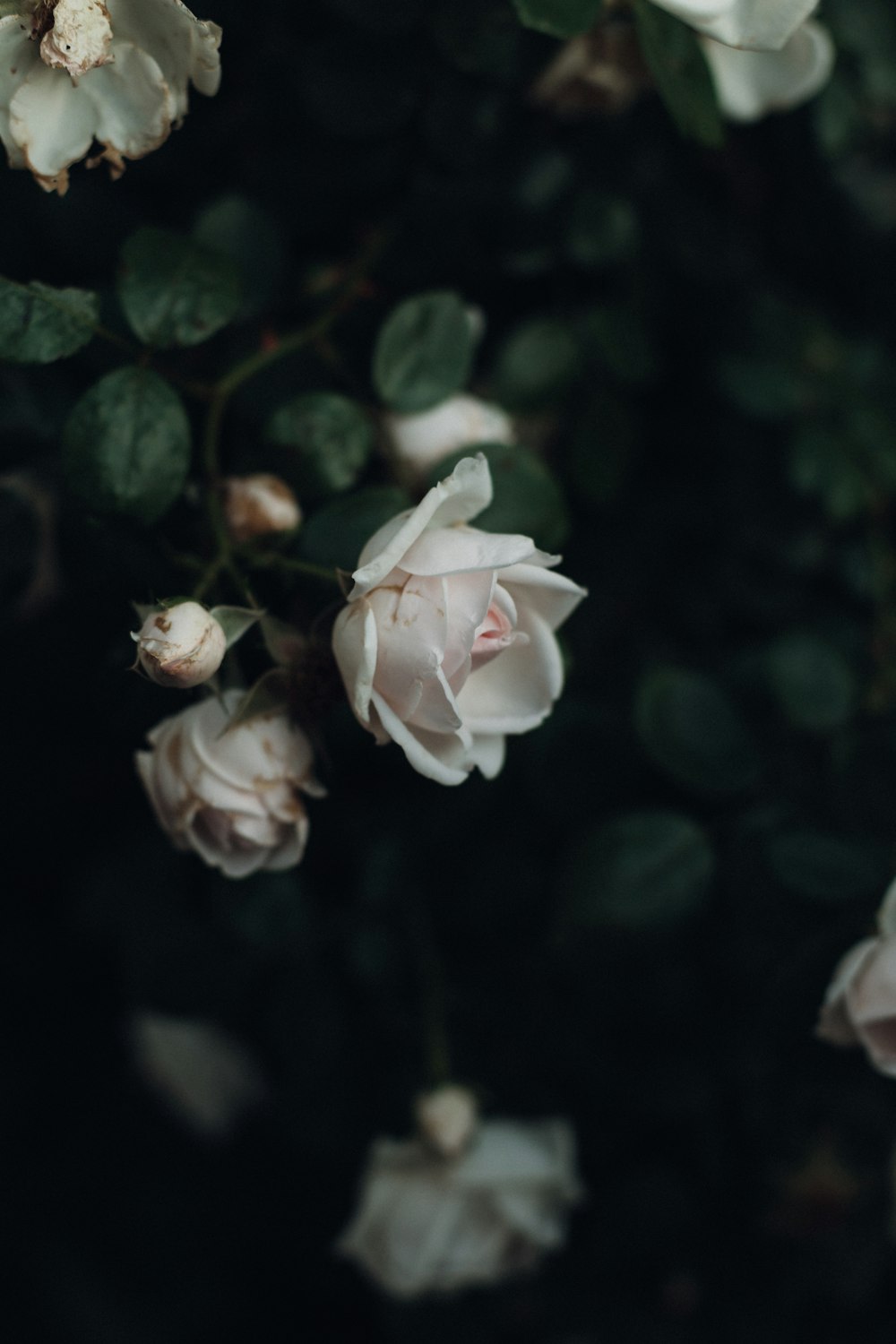 a close up of a flower