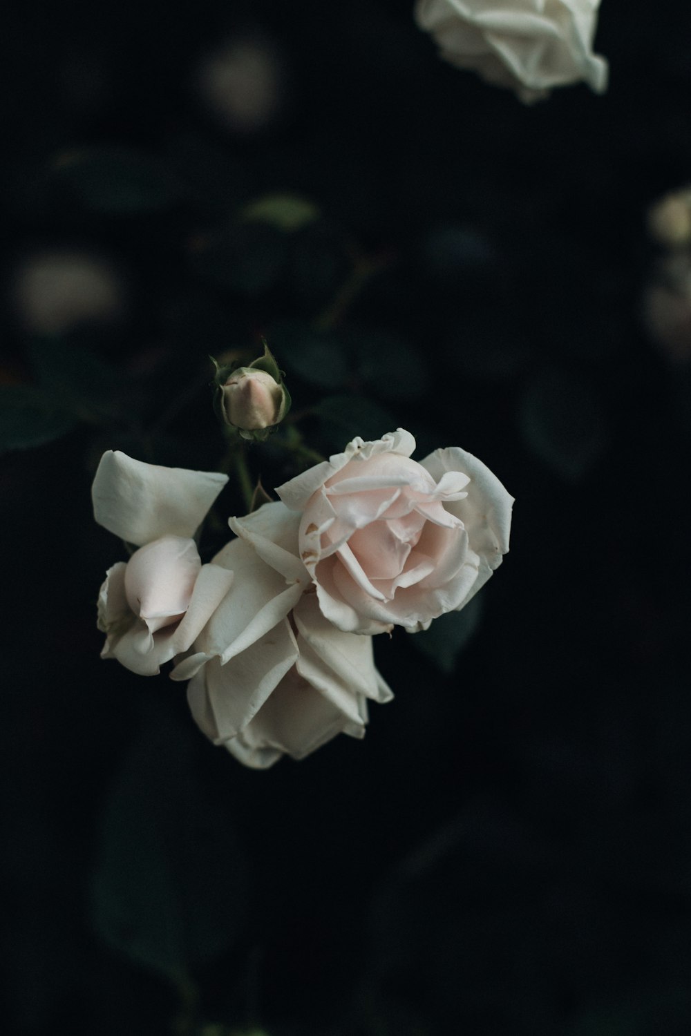 a close up of flowers