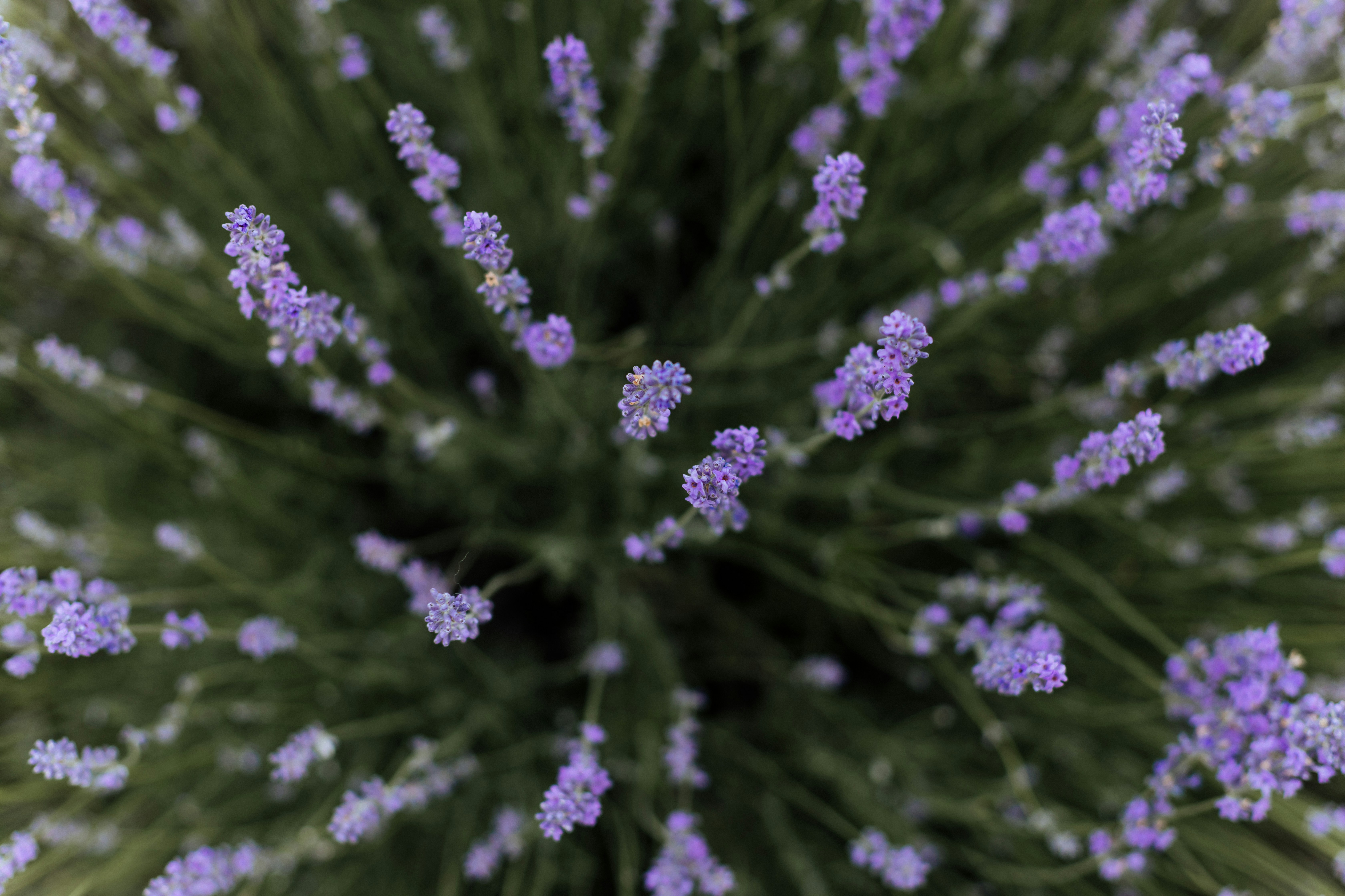a group of purple flowers