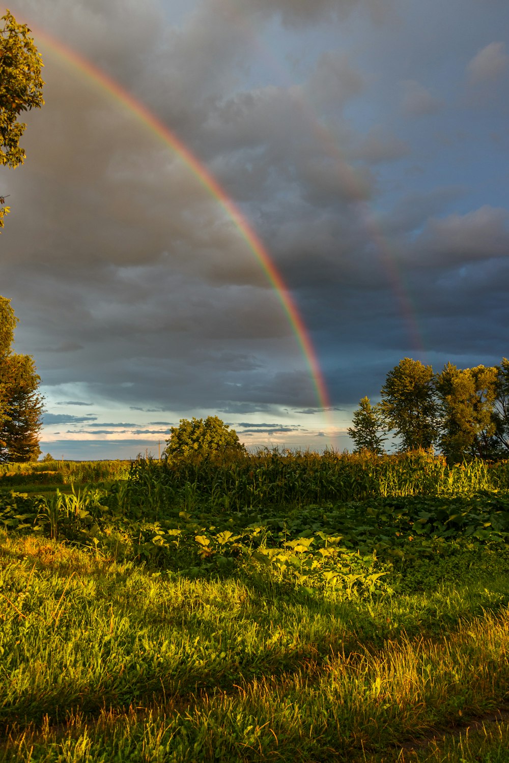 a rainbow over a field of flowers