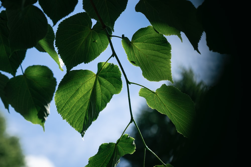 a close-up of some leaves