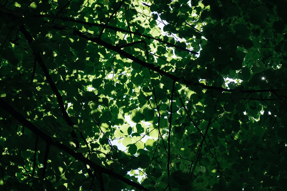 a group of trees with green leaves