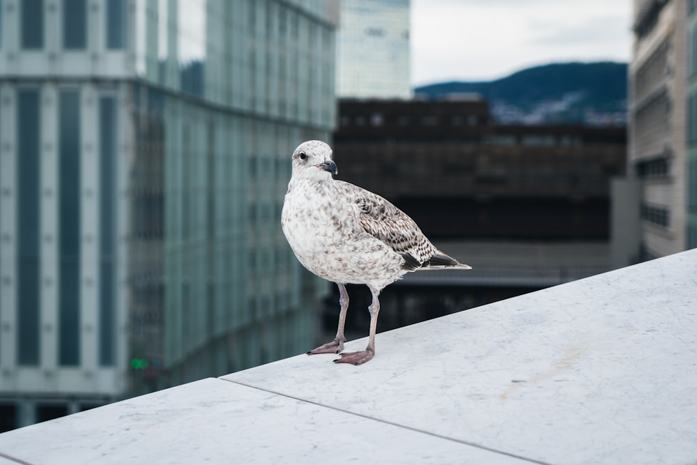 a bird standing on a ledge